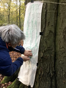 Treerubbing in het Rijsterbos