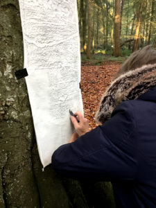 Treerubbing in het Rijsterbos